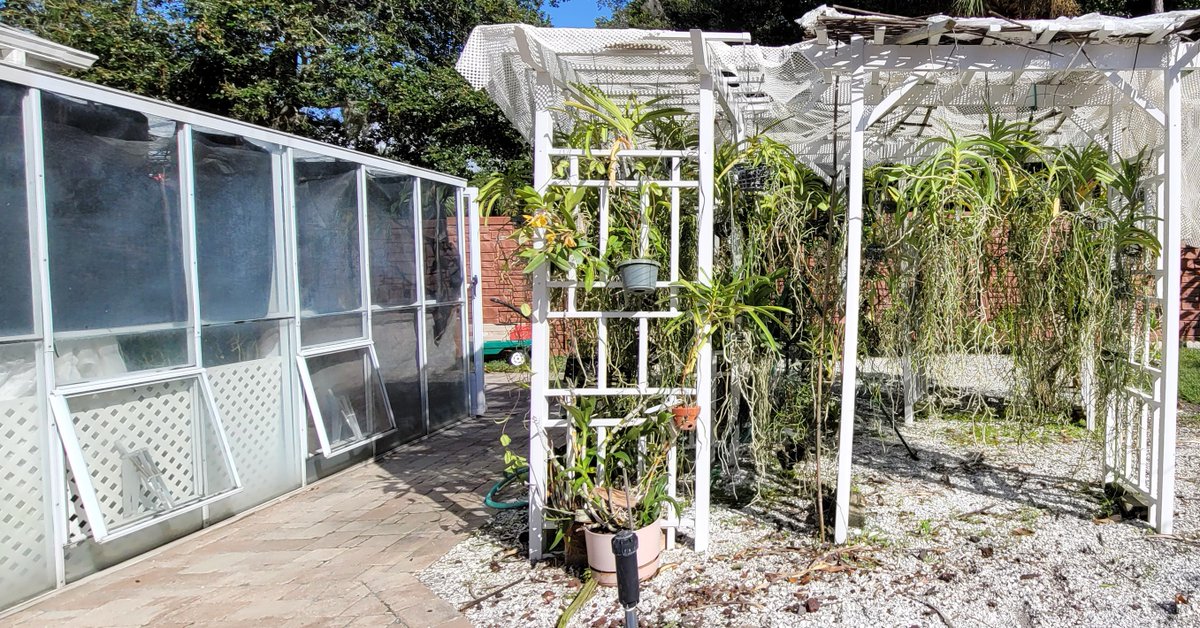 ConnieYurkus's tweet image. Another &quot;before and after&quot;. This time outside. Tomorrow is going to be interesting. Gimpy got attacked by a vicious shelf. The goose egg on my shin is impressive. 🙄🤫 #OrchidExerciseProgram #OrchidInjuries #orchids #greenhouse #Vanda