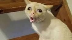 JakeDateno's tweet photo. Petition to make little kids wear masks 24/7 even after the pandemic is over because they all cough like this https://t.co/yDJr1x0wQl
