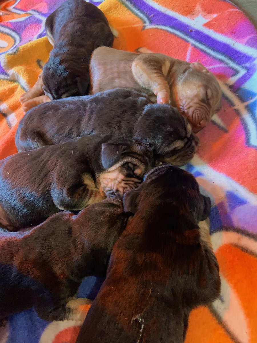 Welcomes 6 healthy Bloodhound puppy's to our family. #ears#wrinkles#AKC#howls&amp;Jowls#houndlife