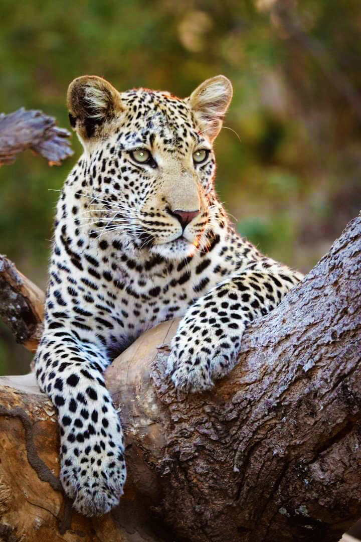 VirtuallyWith's tweet photo. LEOPARD SPIRIT ANIMAL🐆

The Leopard is about CONFIDENCE in your life journey. 💗

The path may have it’s little twists and turns, but trust in your CAPABILITIES and INNER-STRENGTH, you can manoeuvre through them all with grace and joy.🌈

Also symbolising beauty and boldness. 😍 https://t.co/xhMZgKeYAH