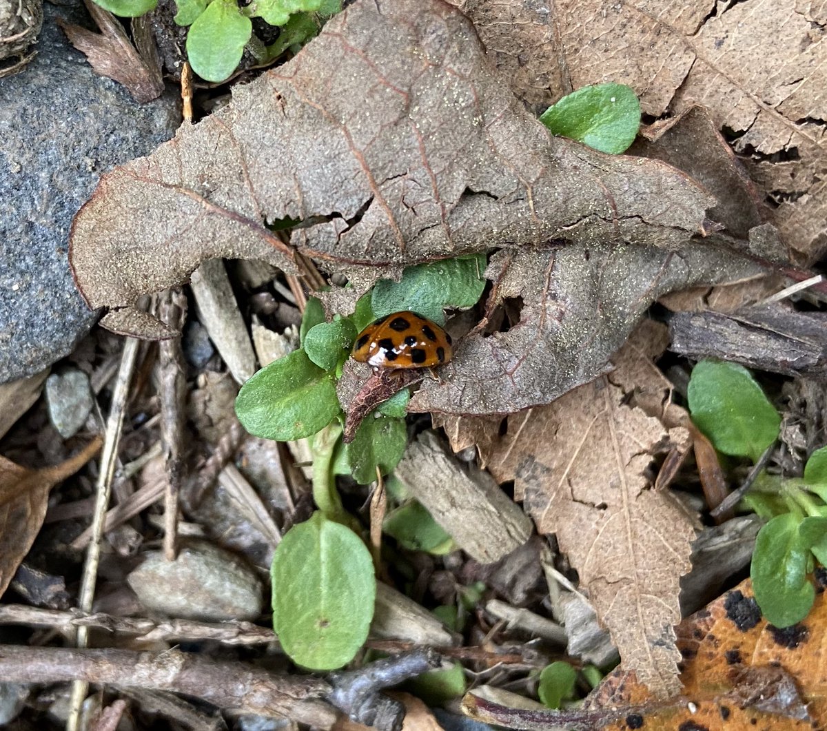 Day 18 of our 30 day #getoutside challenge had us inspired by the book Tiny Perfect Things. We wondered what tiny perfect things we could find if we walked in our place. So. Many. Treasures.  #sd37 #deltalearnsoutside