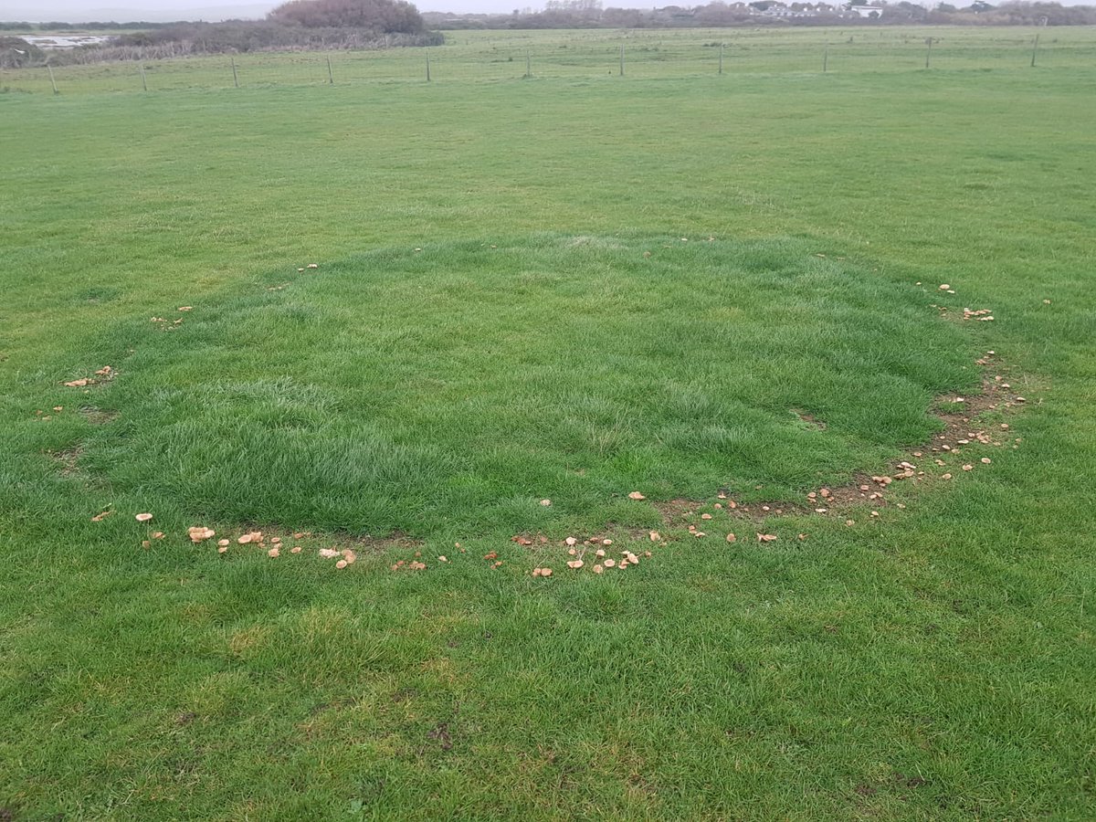 allotmentor's tweet photo. Don't think I've ever seen a 'fruiting' fairy ring before but West Wittering car park was covered with them this afternoon. 𝘔𝘢𝘳𝘢𝘴𝘮𝘪𝘶𝘴 𝘰𝘳𝘦𝘢𝘥𝘦𝘴 - the fairy ring mushroom/champignon - I think. https://t.co/tGPu4SH6m5