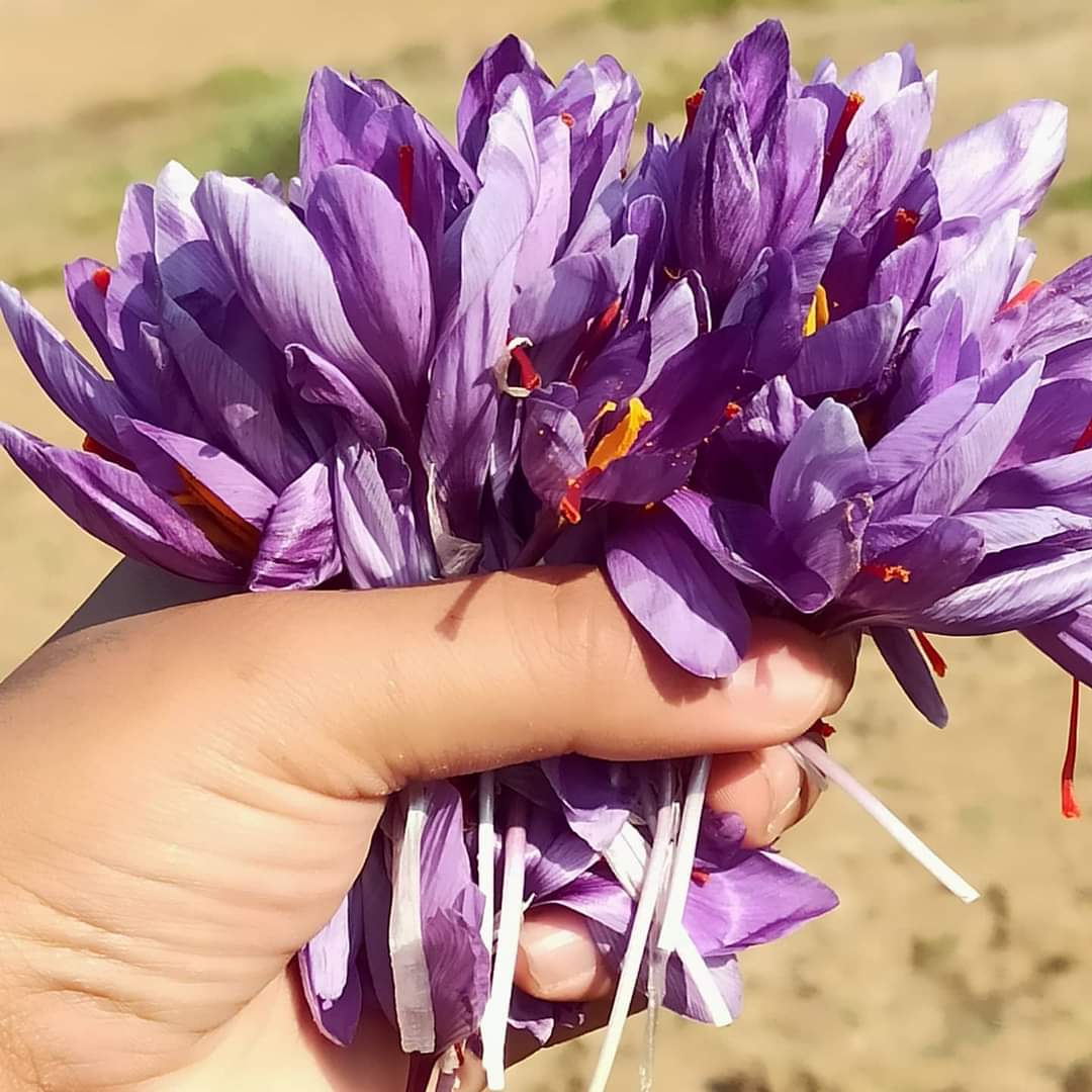 Kulveer_Bharat's tweet photo. #Kishtwar #Saffron #Kesar #pochhal https://t.co/EhzoVSgrTQ