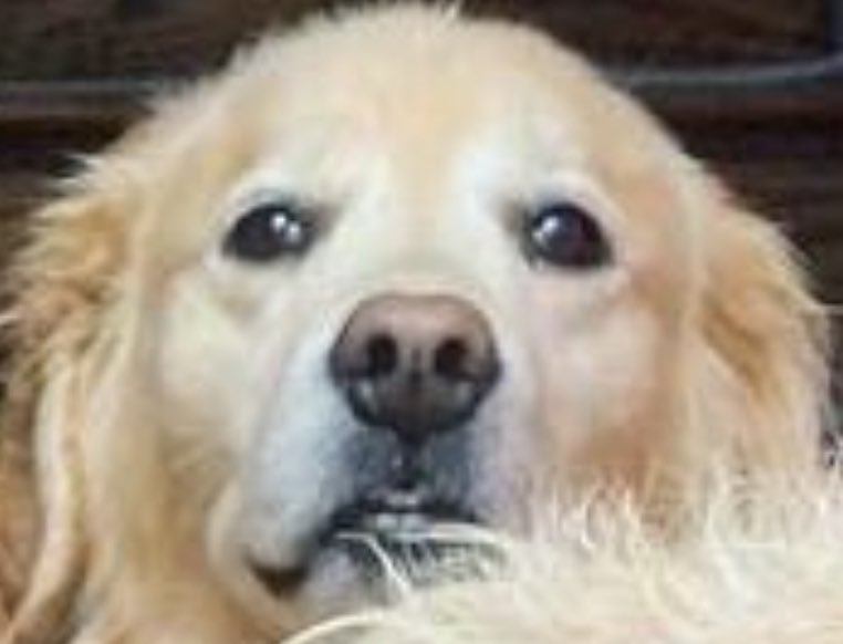 The Curious Mind of Venkman tweet media