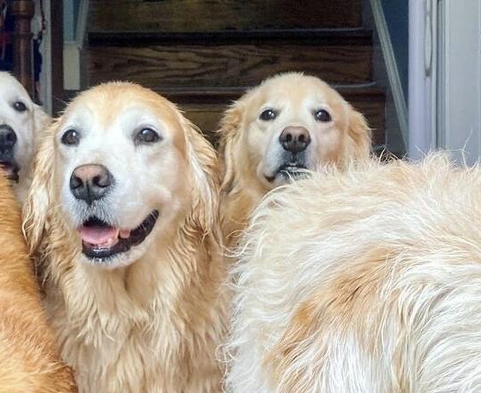 The Curious Mind of Venkman tweet media