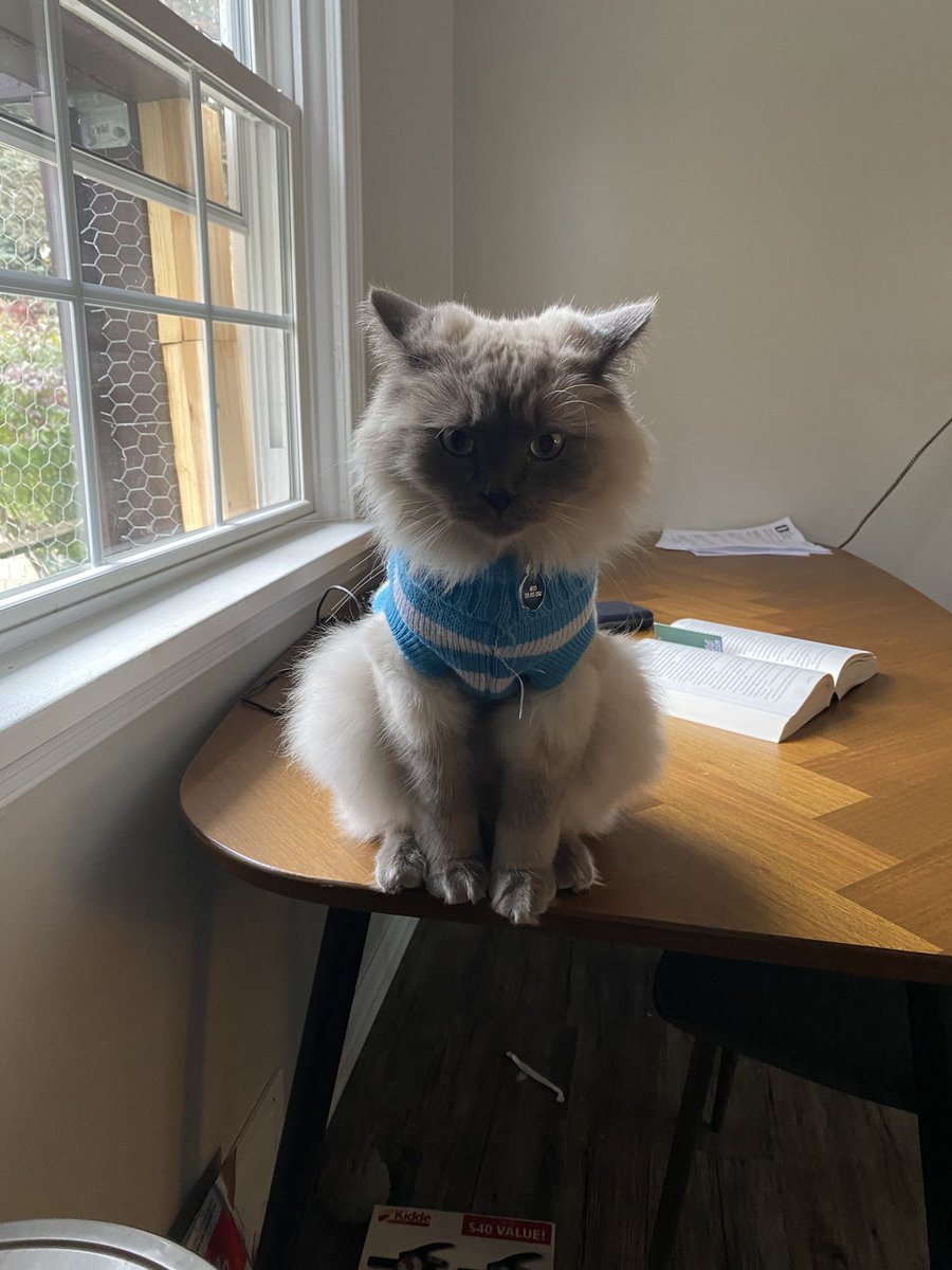 cadencegracee's tweet photo. @clevelanddotcom Milo in a sweater 🤪 https://t.co/4mBDox5cs0