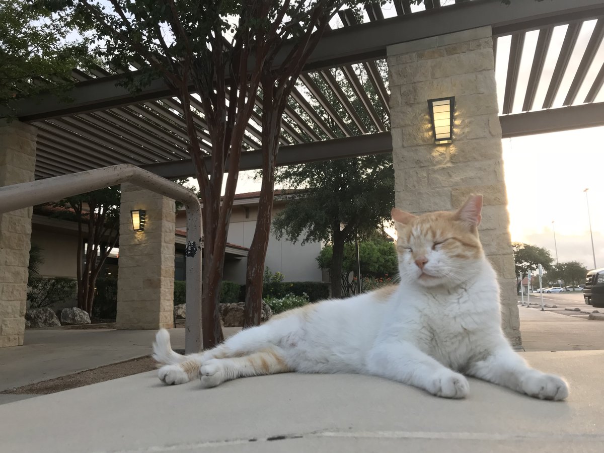 UT San Antonio tweet media