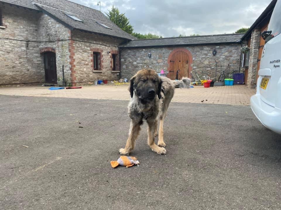 lost_souls10's tweet photo. Remember Henry? The pup paralysed by botulism? He didn’t give up and so neither did we, he still has to undergo intensive hydrotherapy sessions each week but our boy walks, he runs, he plays!!! #sanctuaryLife #LostSoulsSanctuary #RescueDogsRock #NeverGiveUp #CausasianShepherd https://t.co/38MTRBCLVk