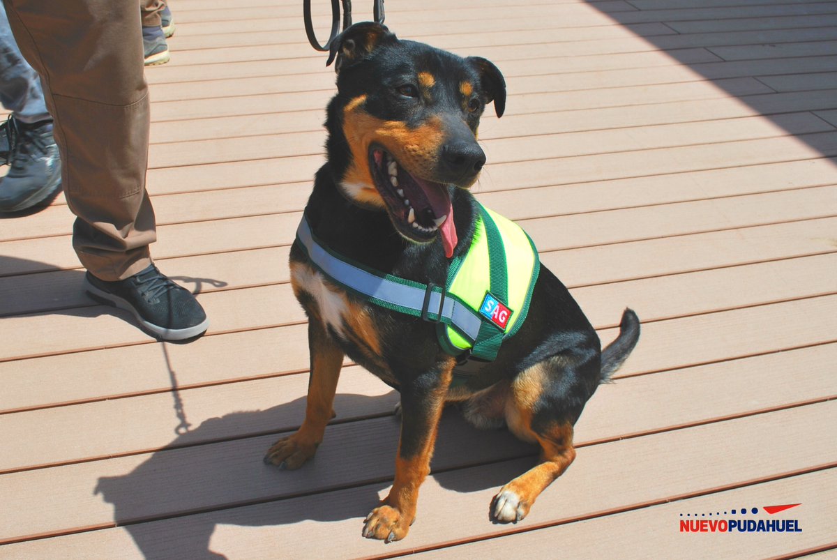 AeropuertoStgo's tweet photo. 🐶🎓¡Una GUAUdación de 4 patitas! El @sagchile graduó a 5 amiguitos como miembros activos de la brigada canina en el aeropuerto de Santiago.
La estrella de la ceremonia fue Ruffo, un perrito rescatado el cual fue abandonado por su familia en las afueras del refugio #MatPet https://t.co/DMqlUuzO3p