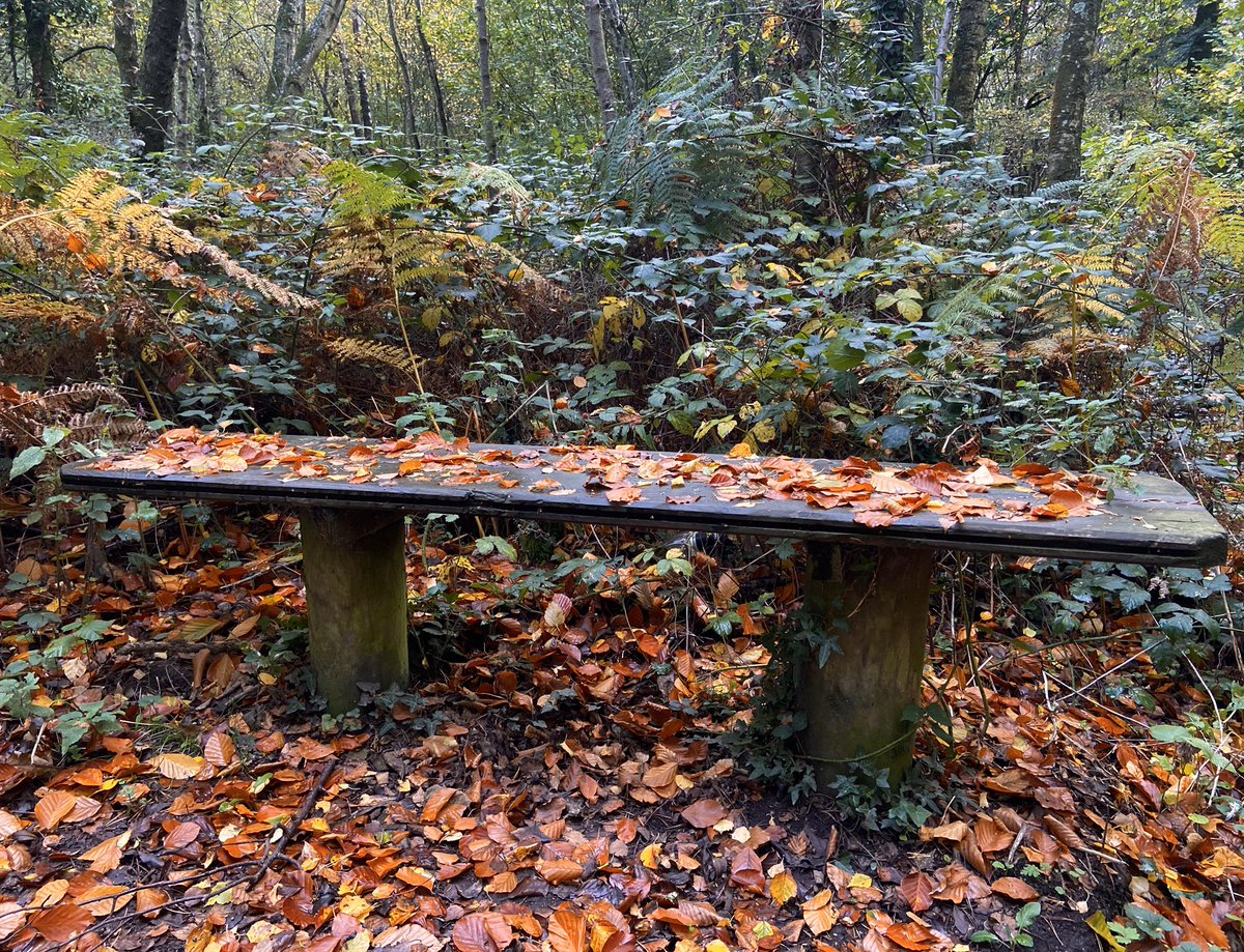 bernoid's tweet photo. Bench porn #benchporn #autumn #autumnbench #forest https://t.co/93nayuN9wg