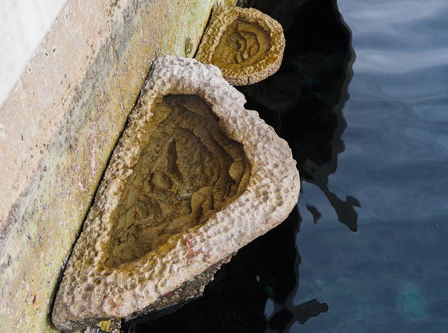 GibMarine's tweet photo. Very pleased to have introduced #vertipools into the Mediterranean in #Gibraltar harbour. Certain that theyβll make a fine contribution to biodiversity in the Port. More to come! @ArtecologyDept @gonhsgib @NautilusGib @ThinkingGreenGI https://t.co/O1GRfqFhew