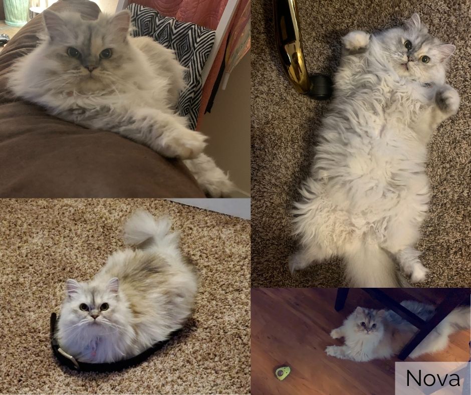 EmeraldHome1's tweet photo. To honor #NationalCatDay, let's meet some of the feline friends who support #TeamEmerald from home! 😻

Nova is a 1 year old Ragamuffin who LOVES to play with ALL of the toys and brings them to bed almost every night. 🥺 This little goof is loved by Mylie in the Marketing Dept.! https://t.co/WfqFTSklwl
