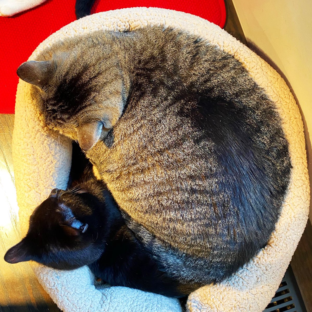 KonekoNYC's tweet photo. ⁣Happy #NationalCatDay from our adoptable kitties of all shapes and sizes! 😻💕 https://t.co/nIUzdv7QN4