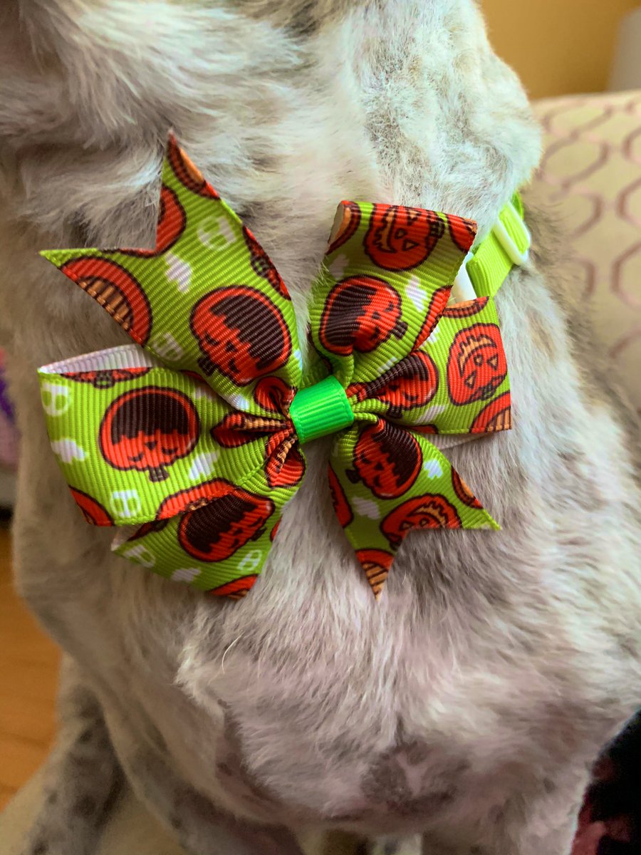 Hank got a Halloween themed bow tie today and I actually can’t 😭🎃 dress code: smart meets spooky x