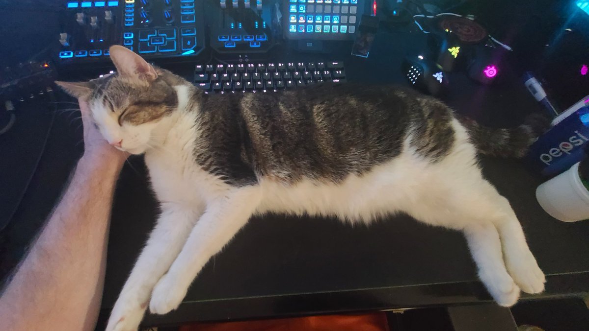 "Ares from  @Warcraft QA! A total daddy's boy when it comes to everything. Never leaves my side except when he goes after his favorite toy... my shoe laces When he's not playing with laces he's trying to find a comfortable spot on my keyboards..."