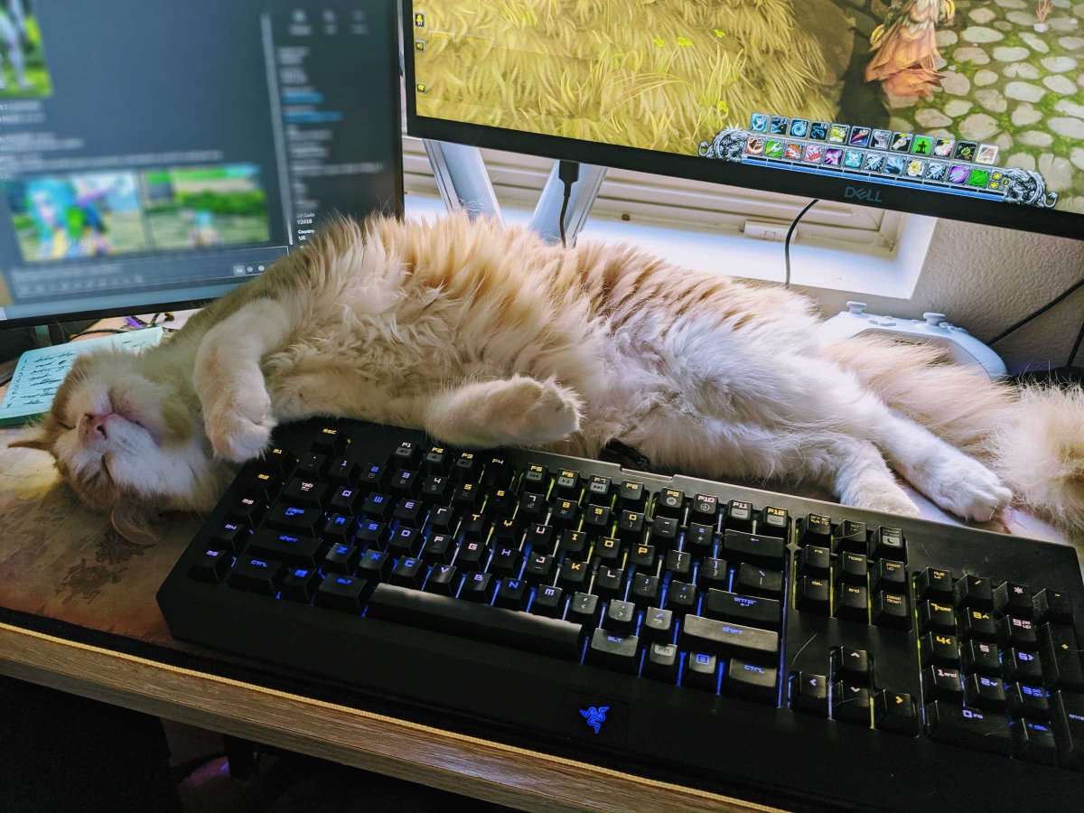 "Picard from  @Warcraft's Tools Team! At his battle station he likes to help playtest the game and make sure he gets the most pets possible. Don't let the open belly fool you, he will attack when he seems the cutest."'Make it so...sleepy.'