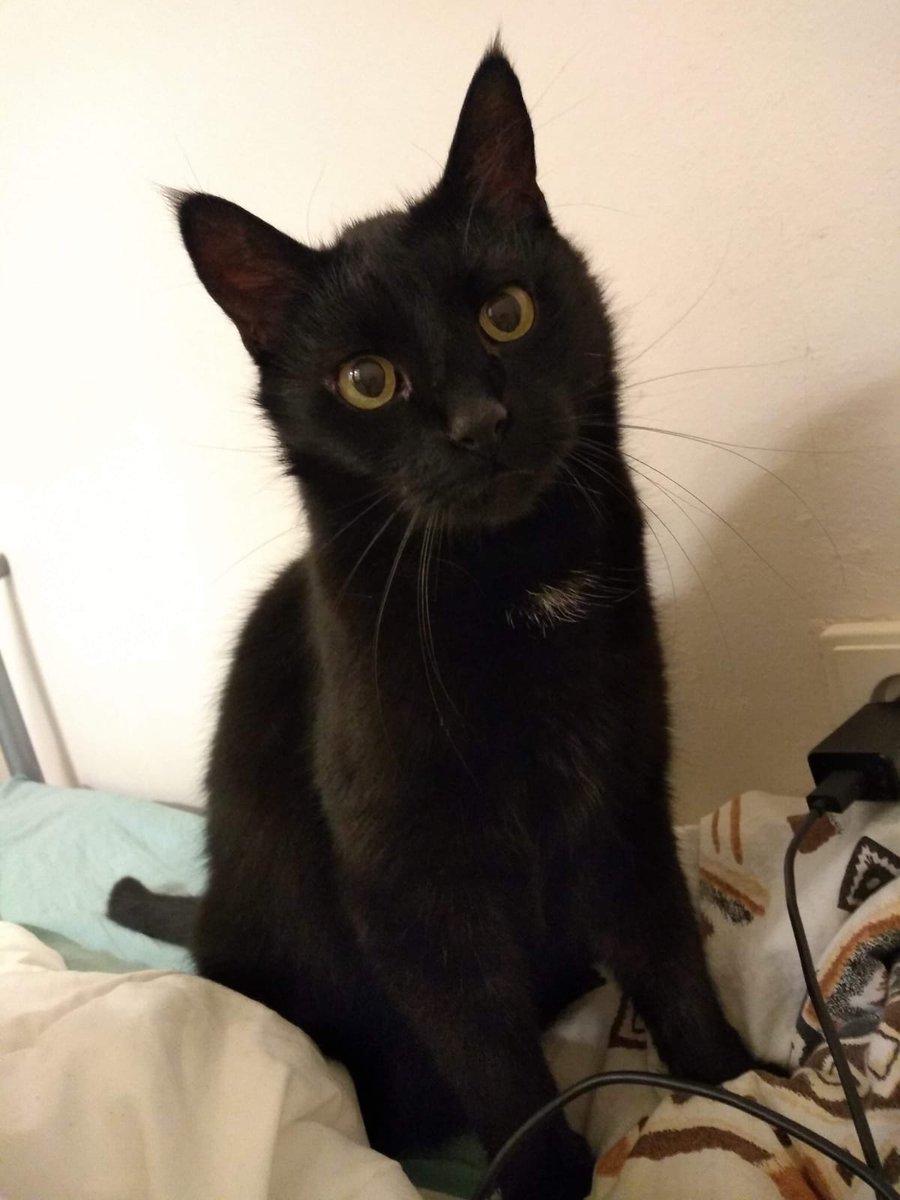 mirekgajak's tweet image. Prosím o pomoc.
Dne 27.10. se v Praze 4 Boční I ztratil černý kocour jménem Lukáš /Lukášek, chlapeček/ kocour je starý 11 let, je celý černý, na hrudi má světlý flek a napadá na zadní tlapku.
V případě nálezu prosím volejte na 775 422 012 Martina Hrabová
Děkuji mnohokrát