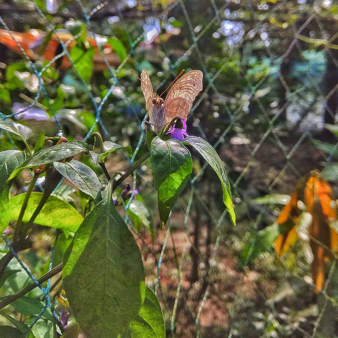 Butterfly ❤️❤️
