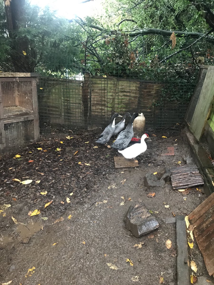 Linval15's tweet image. day 3/7
I’ve been nominated by @tracytsikai1 to post a picture a day for 7days to illustrate my daily life( no people)
You have to copy these words, add photo and repeat the challenge.                                                      Today I nominate ⁦@bforbriony⁩