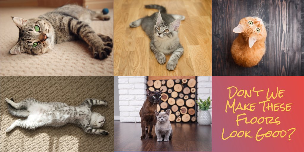FloorcraftSFO's tweet photo. Happy #NationalCatDay for all cat lovers! Cats do a great job at showcasing the approval they have of the many soft and hard surface #floors we sell. Stop by our showroom to explore the many options for your new #interiordesign project https://t.co/I1vsfBquSI