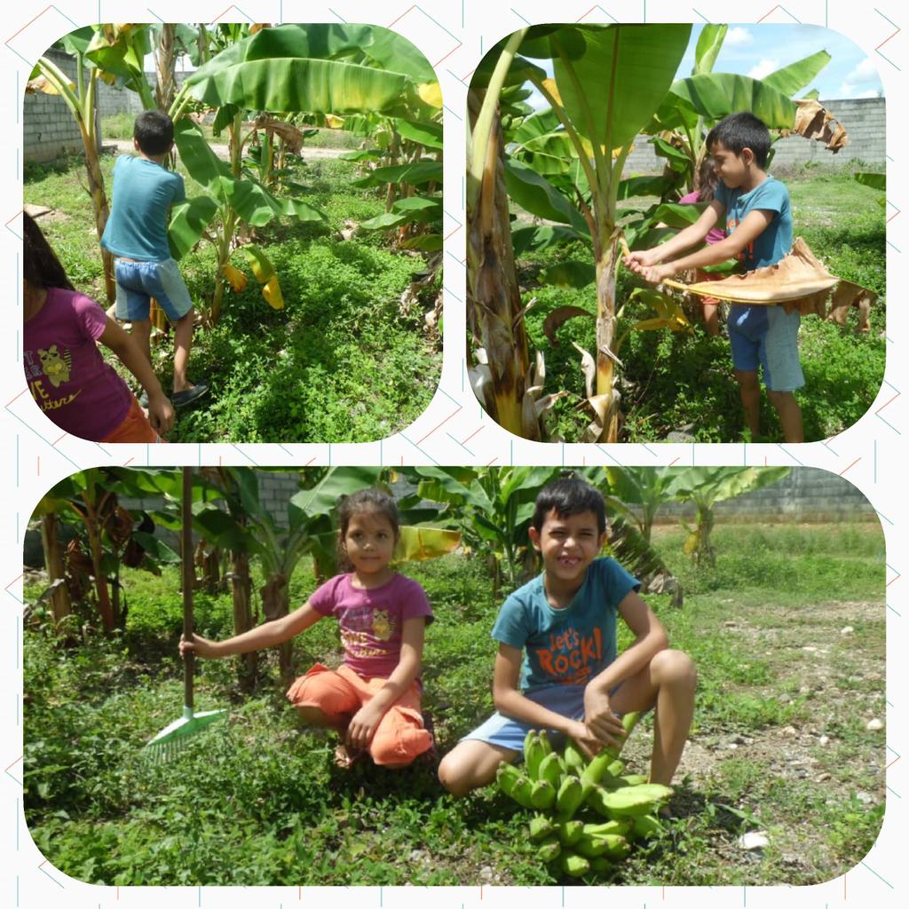 En el jueves de pedagogía productiva, estudiantes en el hogar, mantienen y cosechan de sus huertos, aprenden, valoran y hacen patria al obtener sus frutos producto de sus propios esfuerzo. #CadaFamiliaUnaEscuela @MPPEDUCACION @ZEPortuguesa <a href="/kenniat/">kenni amaro</a> @dgeimppe <a href="/123TV_Venezuela/">1.2.3 TV</a>