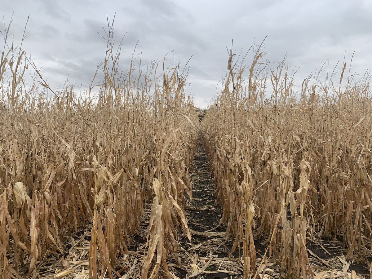 JWebsterAg's tweet photo. 2nd year of testing what I call solar corridor 20” twins.  2 rows of 20”s and a 40” gap at various seeding rates.  @jcurtis7ac, I’ll let ya know what we find out.  Stay tuned!! #InsidePTI #SmarterEverySeason https://t.co/qQkb35Q4IQ
