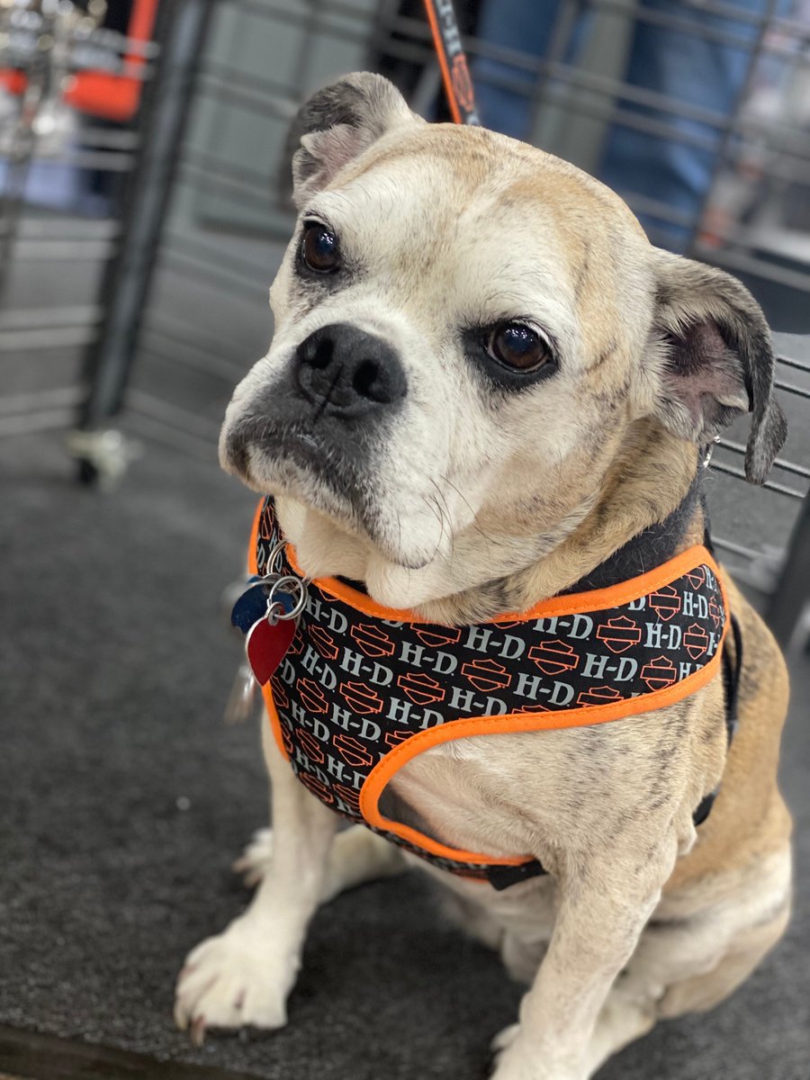 HDofDC_'s tweet photo. The lovely Jazzie, Head of Motorclothes Security, modeling the latest in #doggie fashion. Check out the new arrivals.
#hdofdc #dogsofinstagram #dogsoftwitter #Dog https://t.co/k3dEncVJFz