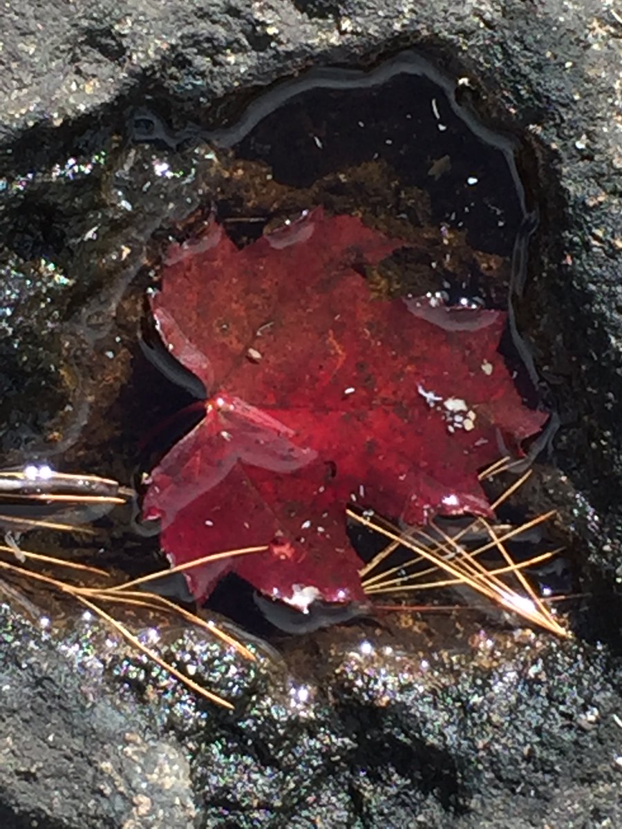 Help us spread the word! Catching Fire Nov 8 at 3:00 PM <a href="/TrioArkel/">TrioArkel</a> w/ guests: Kevin Ahfat, piano &amp; Victor Fournelle-Blain, viola | Virtual Performance w/ works from Higdon, Beethoven, &amp; Brahms | Tix: eventbrite.ca/e/catching-fir… #toronto #chambermusic #classicalmusic  📷 K. Alyea