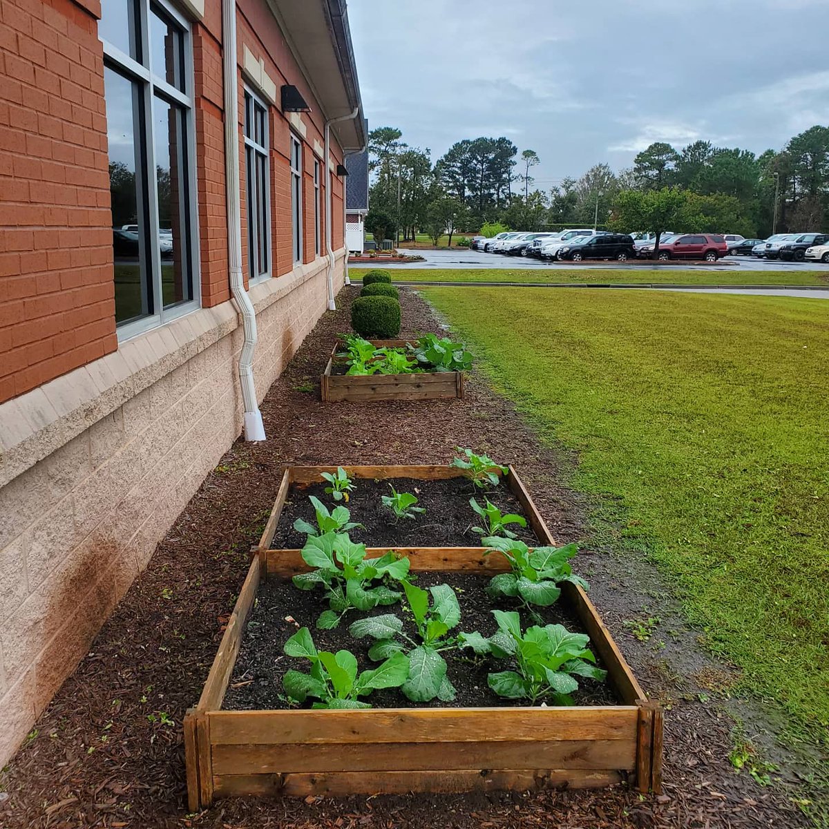 Two years ago I convinced two businesses to let me use the mulched area around their building to grow food for the food bank. Nearly 100lbs donated so far. Will not end hunger, but may help. #fighthunger. #endhunger. #nohungrychild