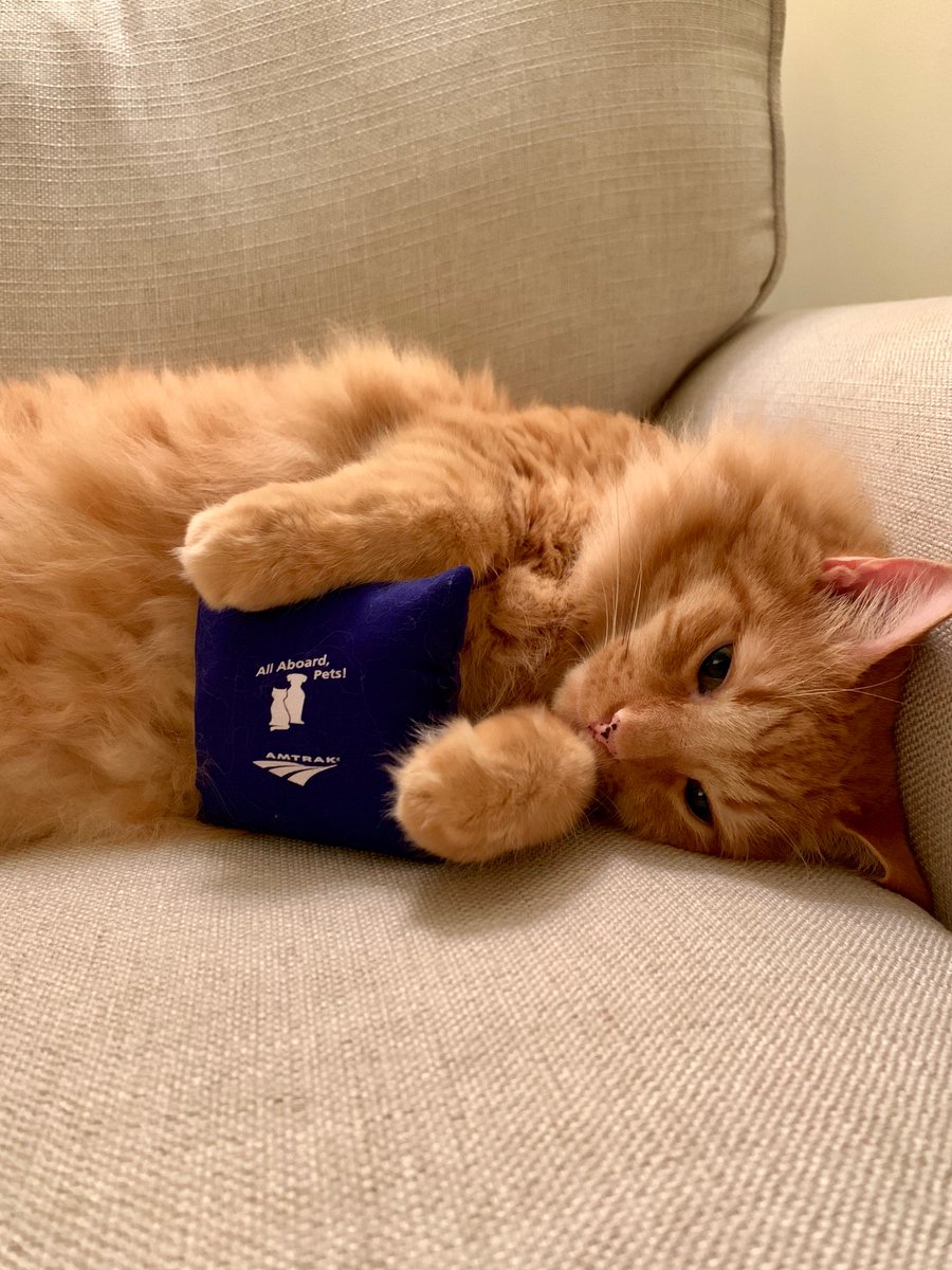 cats on amtrak