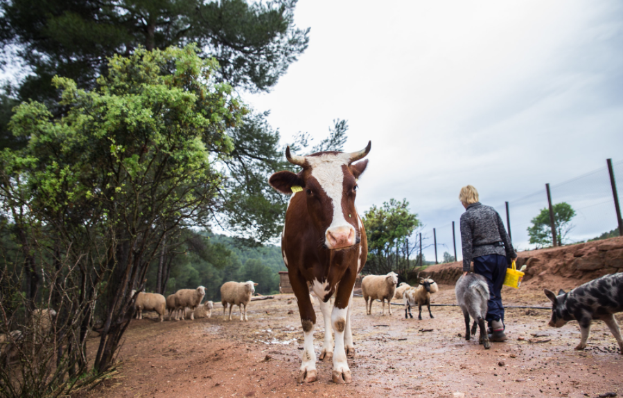 VlcAnimalSave's tweet photo. Uno de los hechos más conocidos sobre las vacas es su fuerte vínculo maternal.⠀⠀⠀⠀⠀⠀⠀⠀⠀

Resulta casi indescriptible el dolor físico y emocional que han de pasar cada vez que son separadas de sus crías. https://t.co/lNDtECC7dX