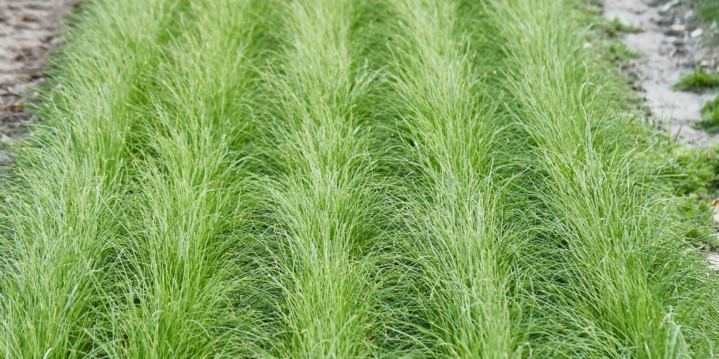 CN Seeds (@cnseeds) on Twitter photo A sea of Chives! A fantastic looking Chive trial used to test commercial growing conditions. 
#cnseeds #chives #chiveseeds #cambridge #freshherbs A sea of Chives! A fantastic looking Chive trial used to test commercial growing conditions. 
#cnseeds #chives #chiveseeds #cambridge #freshherbs