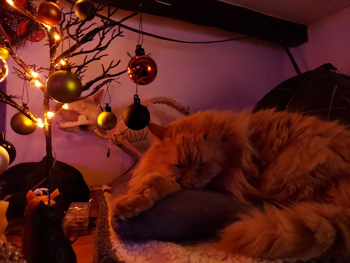 SmallCatDiaries's tweet photo. Fun Fact: #Ruby was almost renamed "#Pumpkin" when she joined the #SmallCatDiaries house. She seems quite at home snoozing next to our #Halloween tree. #HalloweenAtHome #CatsOfTwitter #Cats #Superfloof π§‘π»ππ» https://t.co/5bN5Zn2Blt