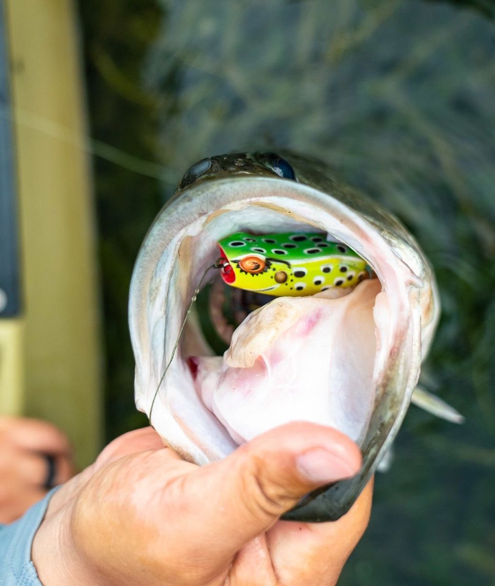 A frog that walks in place effortlessly or pops through thick vegetation. Whether
it is grass matts, lilly pads or shady pockets, the <a href="/SavagegearAM/">Savage Gear Americas</a> Hop Popper is ready to retrieve giants from their cover #savagegearamericas #hoppopper #savageworld