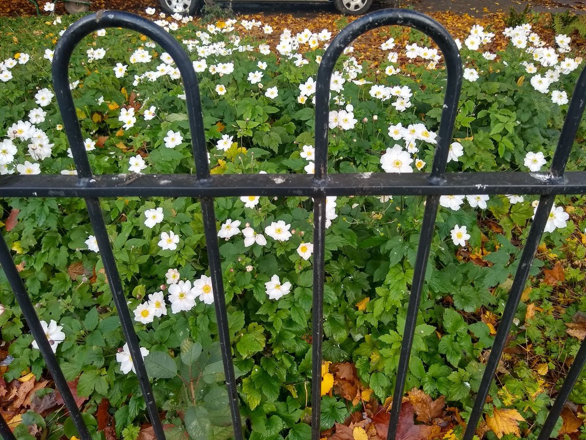 Plant_Alert's tweet image. Japanese Anemone (Anemone x hybrida) are in our top ten of spreading garden plants. Now still in flower, it is a good time to report them on plantalert.org.