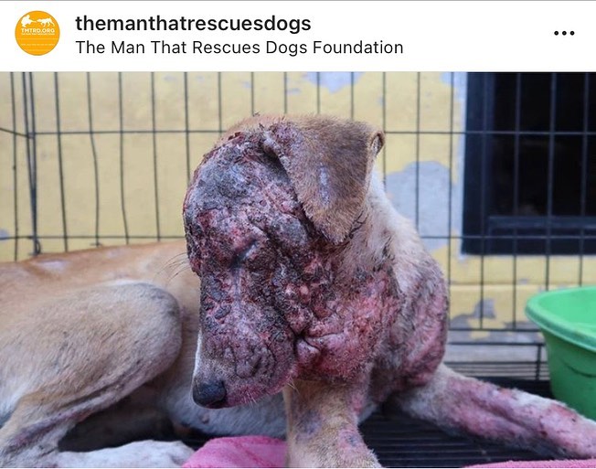 lepetluxe's tweet photo. πππ
πππ πππ ππ
πππ!!!β£
SWIPE to see how the beautiful Miss Maya was foundβ οΈGRAPHICβ οΈand this exists in the real worldπ’
Read more: https://t.co/A96BO3iBrP
#dogs #dogsofinstagram #dogsoftwitter #animalrescue #likeforsupport #likeforfollow #doglover #AdoptDontShop https://t.co/qXKzazrywU
