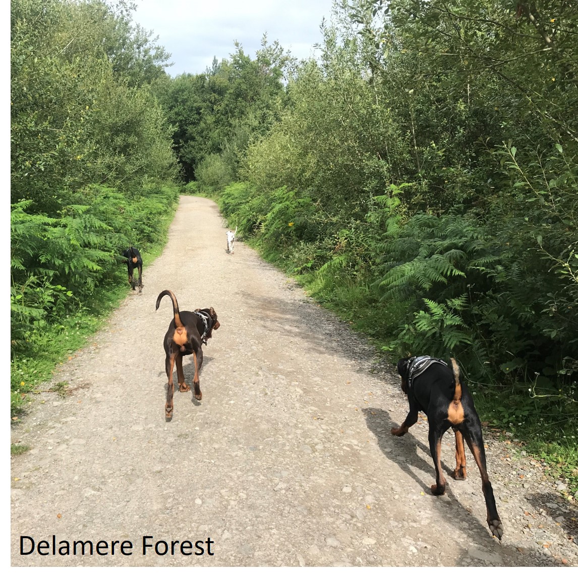 #throwbackthrusday - sharing special moments from #reubenthefosterdog holiday with #corathedalmatian and me.
#doberman #dobermann #dalmatain #memories #walkies #hodnethall #haughmondhill #delamere #leebrockhursthill #nationaltrust #naturereserve
