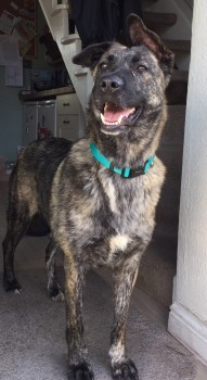 millypod1's tweet photo. GINNY HOME SAFE. THANKS FOR RT's 🙂🐕🐾
#Lost #ScanMe Brindle Cross Breed Female
nr Stroud Sainsburys #Dudbridge #Stroud #Gloucestershire #GL5 SIGHTINGS PLZ**
https://t.co/Xyy8NGqplw https://t.co/HTgvwF7f92