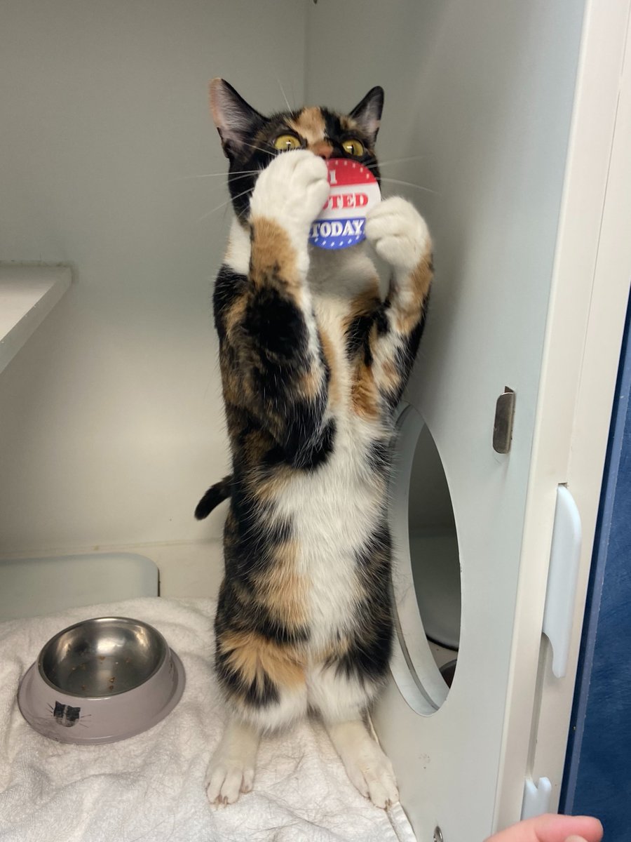 Morris Animal Refuge tweet media
