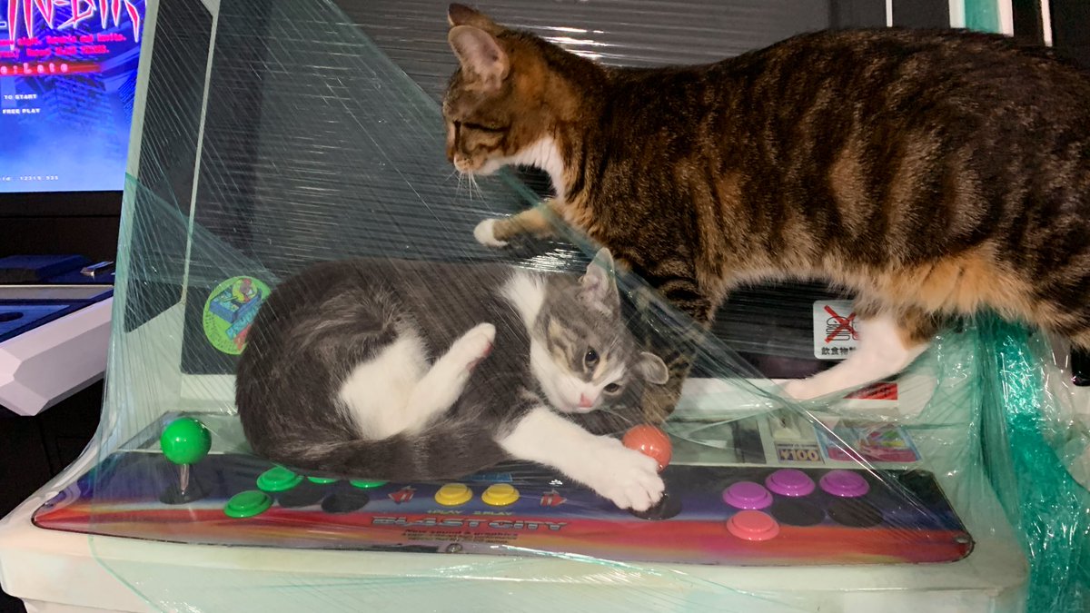 cats on cabs 😻🕹 tweet media