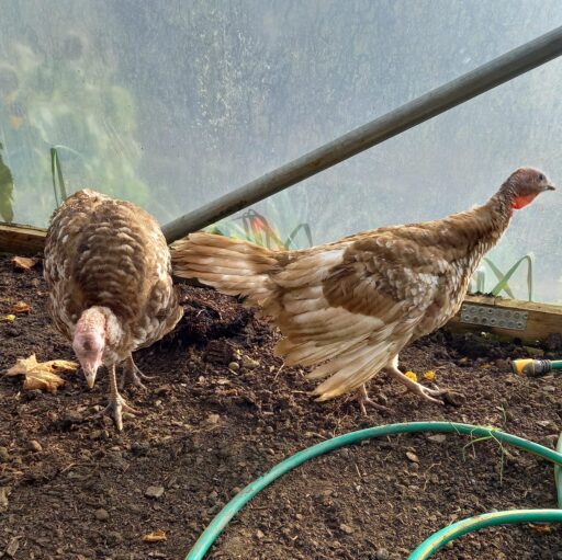 We've just updated our animal sponsorships to include all our animals, including our new ones like Luna the Axolotl, and Holly & Bauble our baby turkeys! You can find them all on our website in the animal section here lovegorgiefarm.org.uk/the-farm/anima… #turkeysarenotjustforxmas 🦃