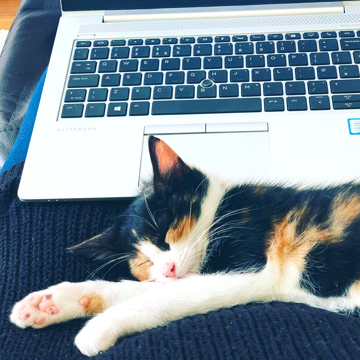 #NationalCatDay This is our beautiful calico kitten Arya who we adopted from <a href="/catwelfaregroup/">The Cat Welfare Group</a> earlier this month. She is a feisty little thing and needs to put up with our idiot dog!