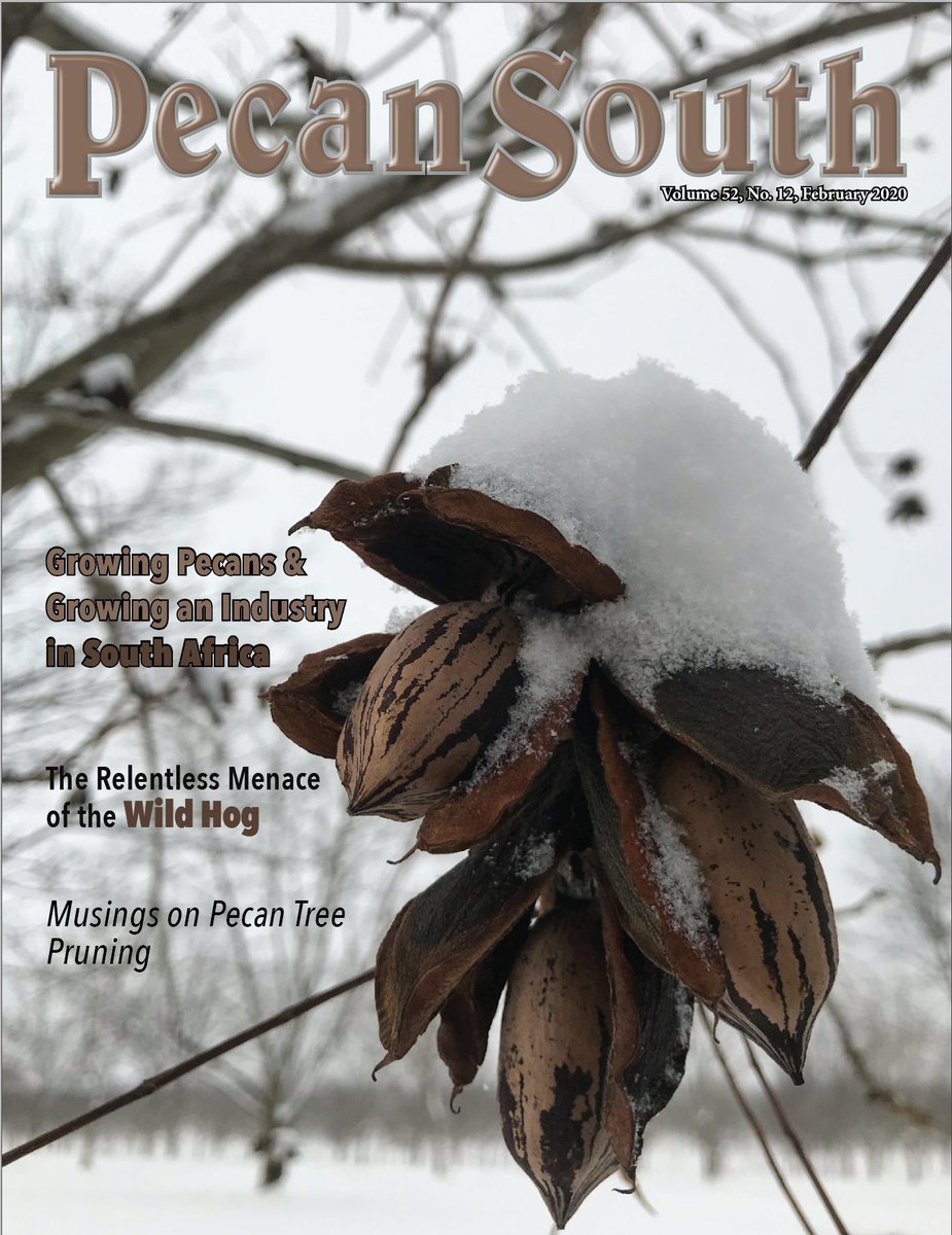 PecanSouth's tweet photo. Submit your photos by emailing pecansouth@tpga.org by Jan. 11, 2021. Each entry must include a caption for the picture, the photographer's name, &amp; contact info for whoever submitted it. Who knows, maybe you'll dethrone our 2-year contest champion: Dan Shepherd. 2/2 https://t.co/8mmWeKtXnM