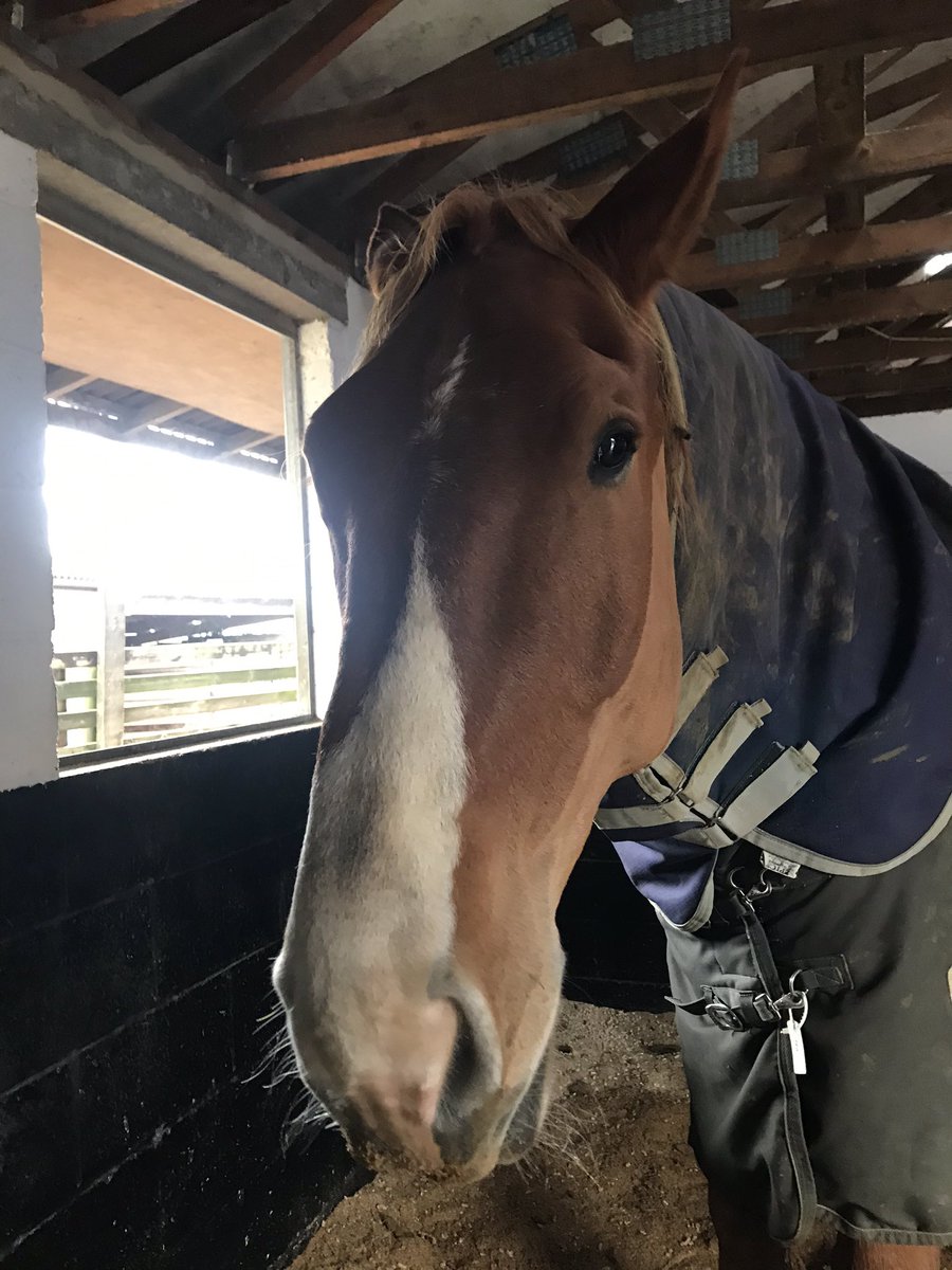 archiesauraus's tweet image. It occurred to me today I've been with Mum and Dad just over 4 years. That's the longest I've ever had a home. I'm a bit choked up, not gonna lie. #MyForeverHome #HappyPony