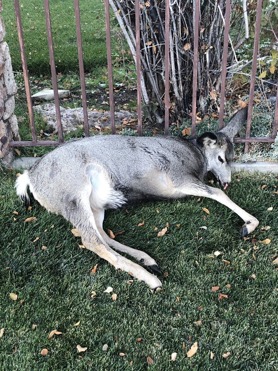 We’ve all seen dead deer or other wildlife on the side of the road.  But unless you’ve done it, you don’t understand the stomach-turning grossness that is removing those animals (read: I dry heaved 7 times.)