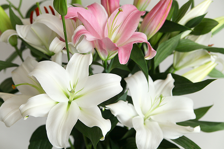 オリエンタルハイブリッド