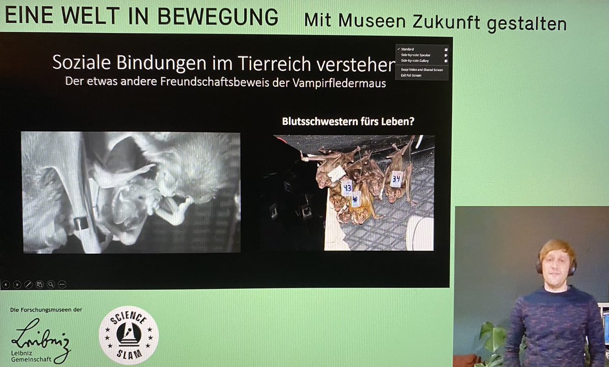 Das sozialleben von Fledermäusen hat mich noch nie so sehr wie gerade eben interessiert! 🦇 #Forschungsmuseen #eineWeltinBewegung #scienceslam #Vampirfledermaus