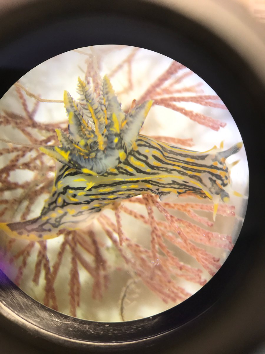 SERCinvasions's tweet photo. Rounding off #SeaSlugDay with a few favorites from our surveys. Always a treat to find these little guys/girls (they're hermaphrodites!) on our plates! 😀 What's YOUR favorite sea slug? #FoulingProject #SlugClub https://t.co/LYHEsBqzL9