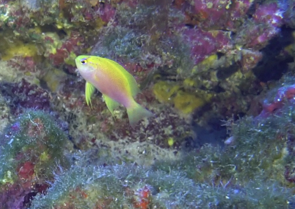 I've stayed mum through #FreshVsSaltyFish so far, but on today's theme of #beauty, I feel compelled to throw up these gorgeous Hawaiian endemics. Chaetodon tinkeri (1) and Pseudanthias hawaiiensis (2,3) are residents of deeper reefs &gt;30m depth and are absolute stunners.