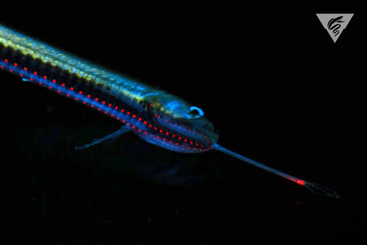 The black-belly dragonfish, Stomias atriventer also has small spots of red fluorescence along the underside of the head and body when excited by blue light. Photo by  @beroe.  #FreshVsSaltyFish  #TeamSalt  #TeamDeepSea
